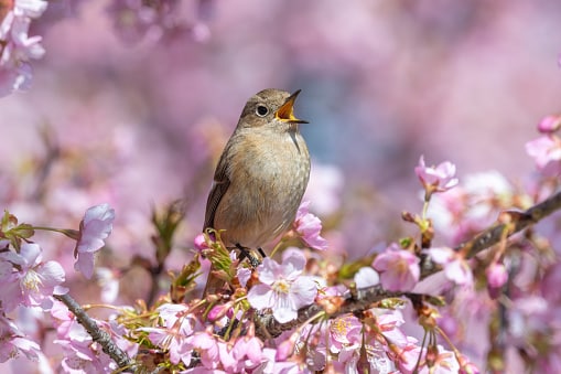 Bird tweeting on a cherry blossom tree.