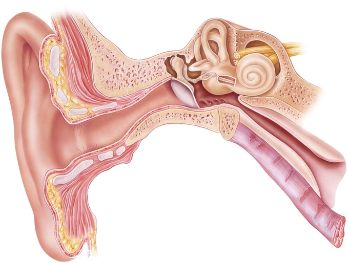 Illustration of the ear anatomy. 